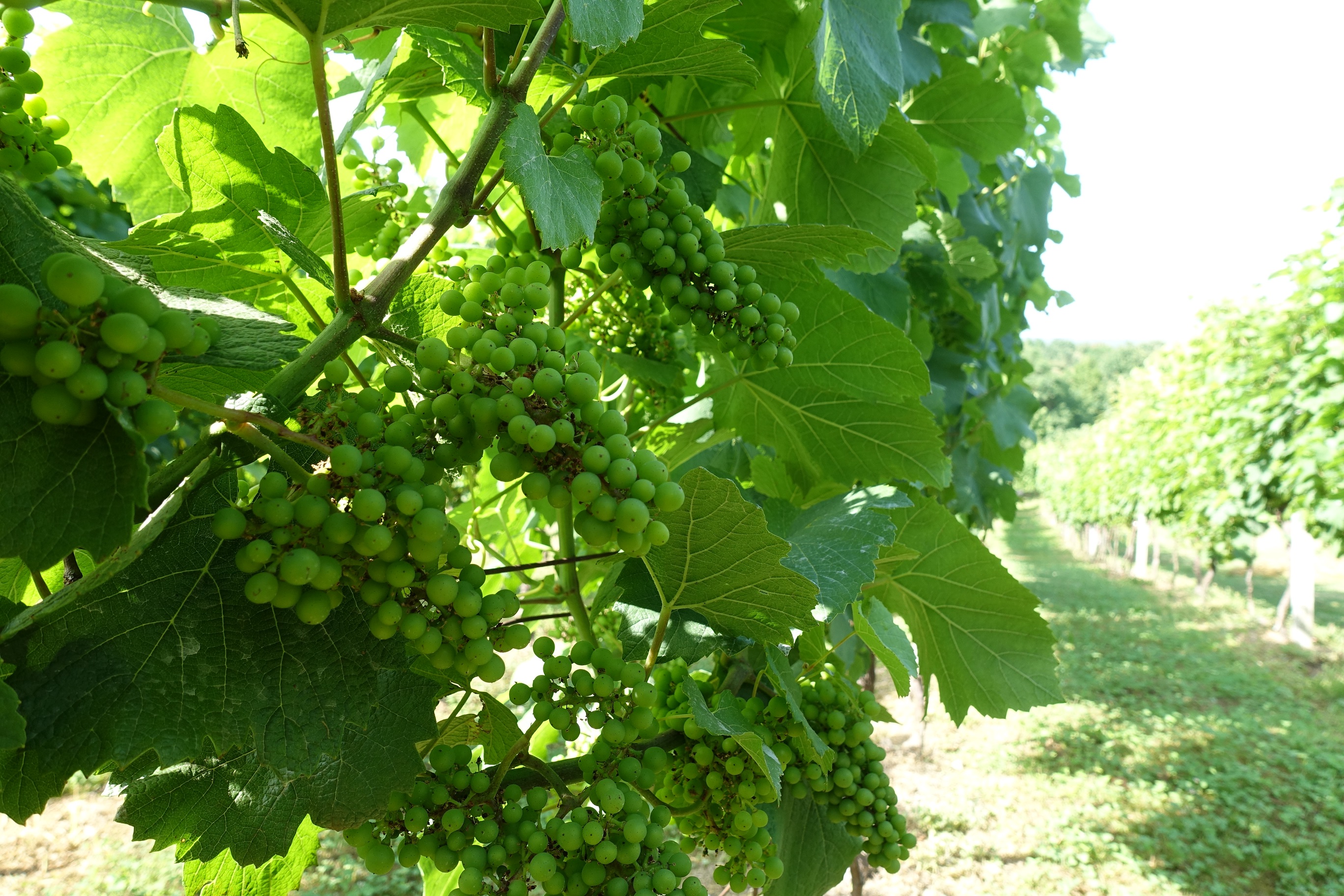 kuća za odmor Podgaj